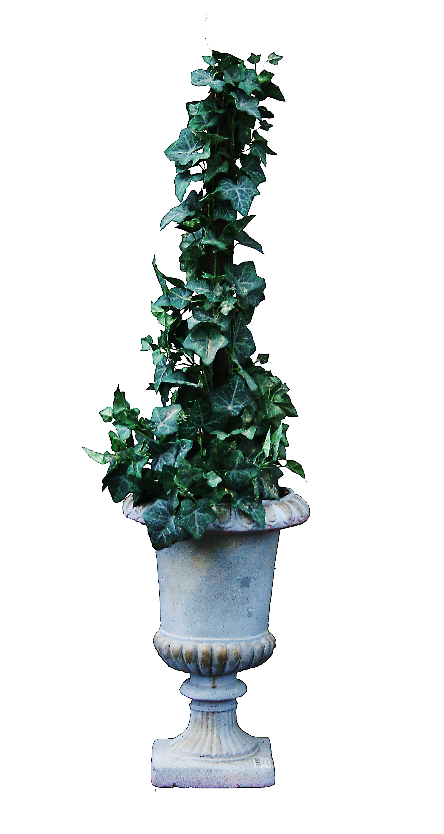 Efeuranke inkl. Übertopf